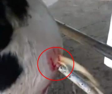 Hãi hùng video nặn khối u ở bò, không nên xem khi ăn cơm!