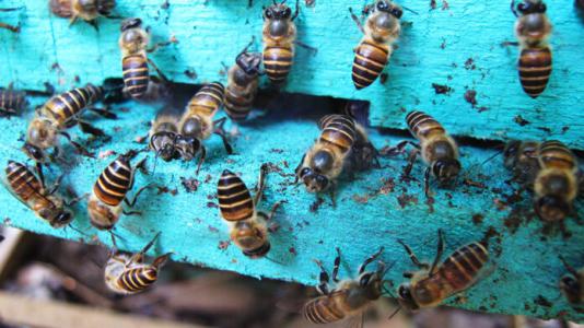 Phát hiện mới: Ong mật biết bôi phân lên tổ chống lại ong bắp cày