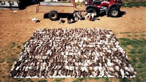 Người nông dân kéo đàn chó ra đồng tiêu diệt 500 con chuột