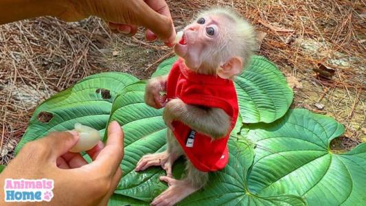 Video chú khỉ con cute ngoan ngoãn chờ chủ bóc trái cây