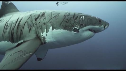 Đây là con cá mập đầu gấu nhất đại dương, mình đầy vết sẹo