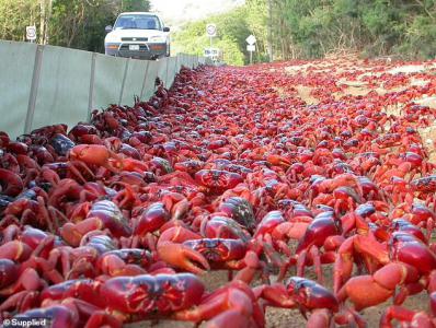 50 triệu con cua nhuộm đỏ đường mùa di cư