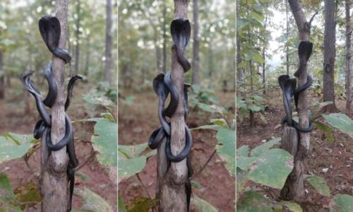 Kỳ lạ cảnh tượng 3 con rắn hổ chúa mang cùng quấn quanh thân cây