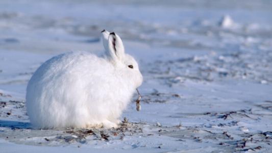 Một Chú thỏ Bắc Cực đã hoàn thành chặng đường kỷ lục đến 338km