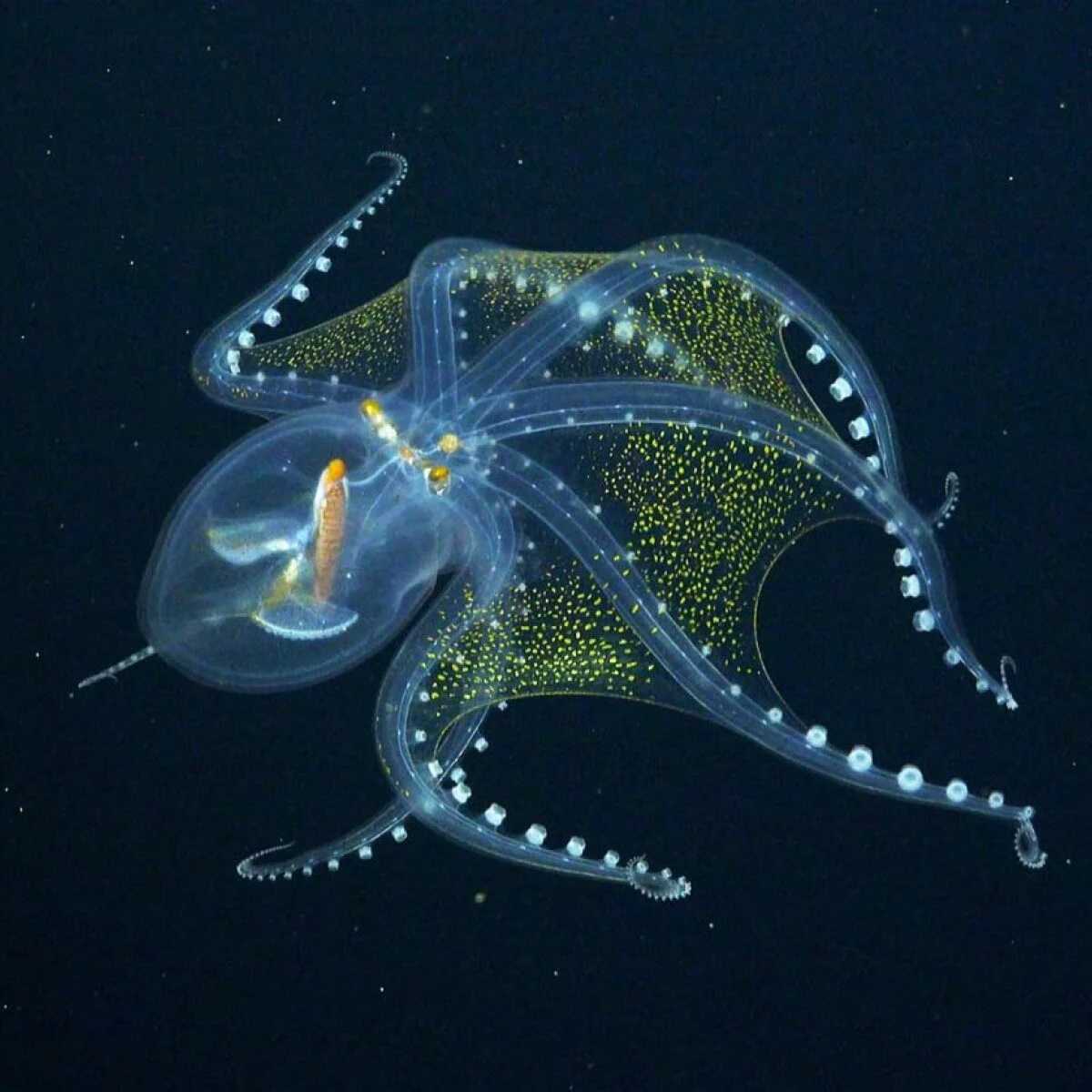 sinh vật đáng sợ dưới đáy đại dương