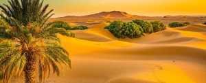 Quá trình biến Sahara từ rừng cây thành sa mạc