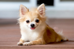 Chó Chihuahua: Biểu tượng vẻ đẹp và lòng dũng cảm
