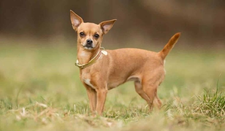 Chó Chihuahua, chó nhỏ nhất thế giới