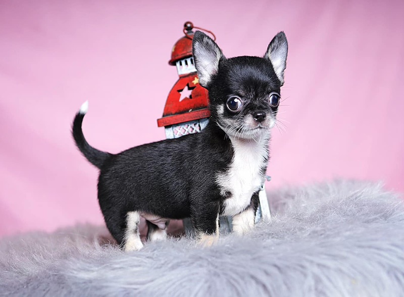 Chó Chihuahua, chó nhỏ nhất thế giới