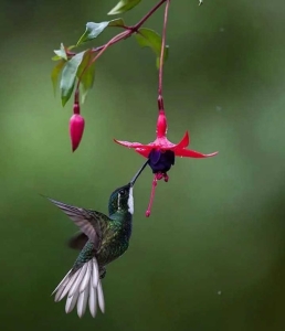 Chim ruồi: Loài chim nhỏ nhất thế giới