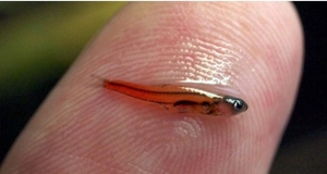Đâu là loài cá nhỏ nhất thế giới?