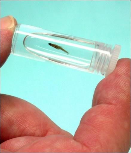 cá nhỏ nhất thế giới, cá Paedocypris