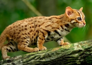 Mèo đốm gỉ: Kẻ nhỏ bé của rừng rậm