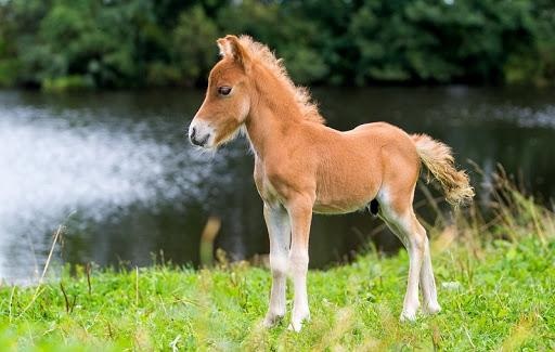 ngựa Falabella, ngựa nhỏ nhất thế giới