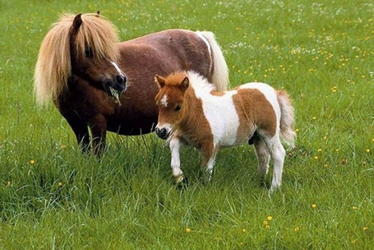 ngựa Falabella, ngựa nhỏ nhất thế giới