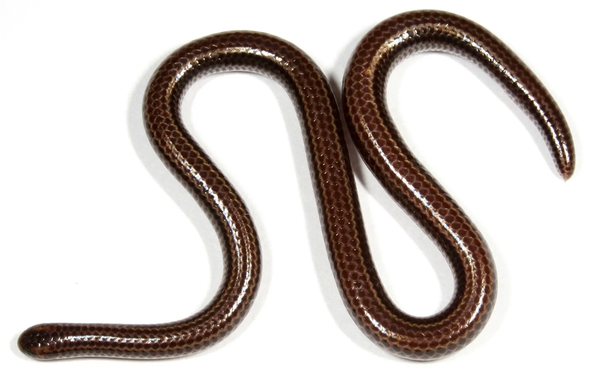 Barbados Threadsnake, rắn nhỏ nhất thế giới