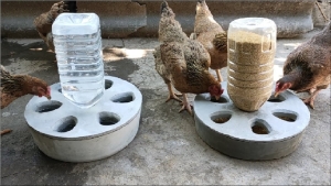 Video hướng dẫn làm dụng cụ cho gà ăn từ chai nhựa, xi măng