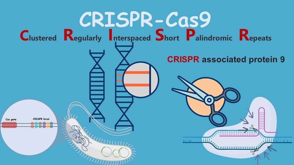 CRISPR, Hệ thống miễn dịch virus, Chỉnh sửa gen, Điều trị bệnh di truyền, Ung thư, Virus, Y học, Khoa học, Đại dịch, Sức khỏe con người