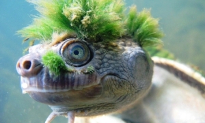 Rùa sông Mary - Loài rùa 